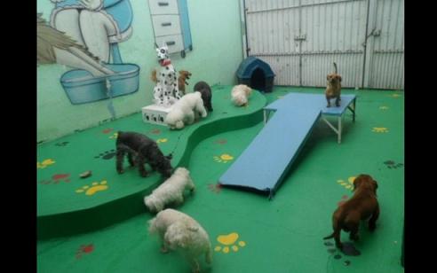 Área de Lazer Residencial para Cães: Fotos e Modelos
