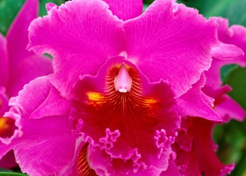 Orquídeas: Fotos e Dicas para Cultivar