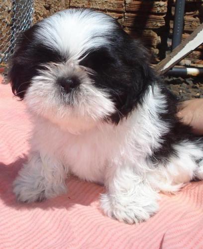 Filhotes de Shih Tzu: Preço, Fotos