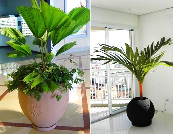 Plantas para Ambientes Internos